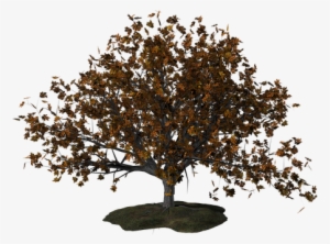 Tree, Autumn, Tree In The Fall, Leaves - Arvore Outono Png