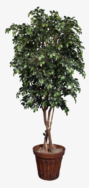 Tcm 4608- Sacagi Ficus