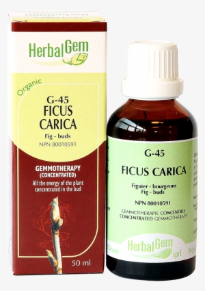 Ficus Carica - Aesculus Hippocastanum