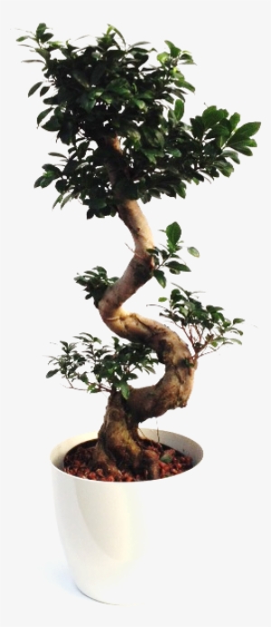 Ficus Microcarpa Compacta Branched-s 25/19 H100 - Sageretia Theezans