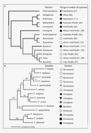 Phylogeny Of The Genus Ficus, Showing The Distribution - Fig Trees