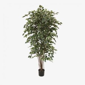 Ficus Exotica Deluxe Artificial Tree 210 Cm Variegated - Artificial Trees Online Australia