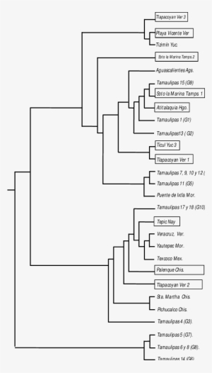 Msp1a Cepas De Estudio En Recuadro Y Cepas Mexicanas - Arbol Filogenetico De Allium Cepa