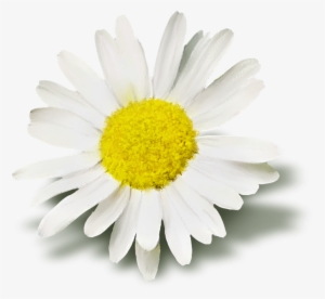 8 Kb, Rating - White Daisy Flower