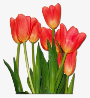 Top Images For Flores Tulipanes De Colores On Picsunday - Tulips Flowers