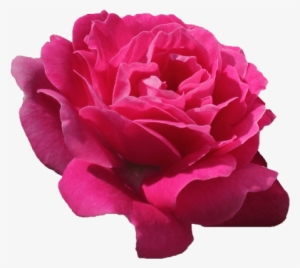 Pink Flower Tumblr Freetoedit Remixlt Rosa Flores Flor - Flower