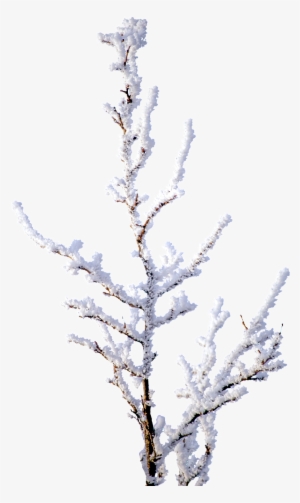 Snowy Branches Png Transparent - Portable Network Graphics