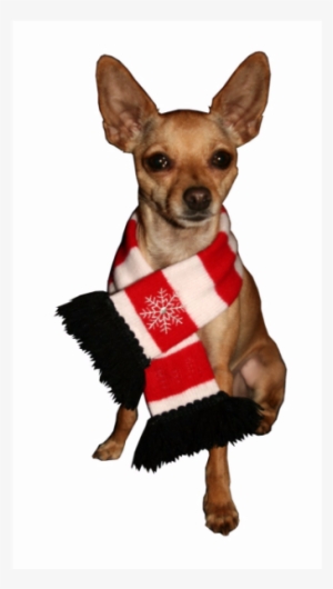 Snowflake Dog Scarf By Hip Doggie