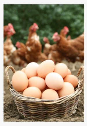 Eggs Have Been Sold Since 2004, And A 1p Donation Made - Eggs In A Basket