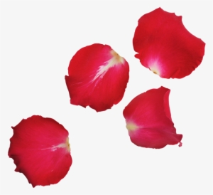 Red Rose Leaves Transparent Png Image - Portable Network Graphics