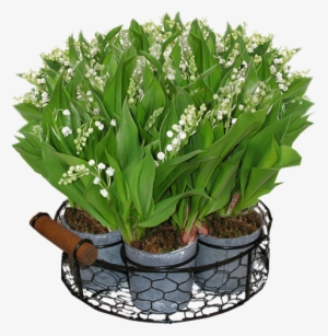 Lilyvalley - Lily Of The Valley