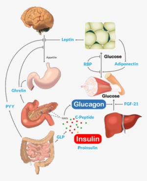 Carbohydrate Metabolism Research - Organs Involved In Lactose Metabolism
