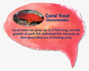 Coraltrout01 - Coral Trout