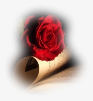 Feliz Día De Las Madres - Rose And Book Background