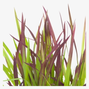 Drawn Grass Transparent - Imperata Cylindrica In Skincare