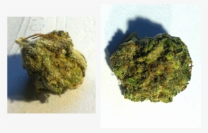 Space Dust Is A Great Hybrid Consisting Of Space Queen - Moss