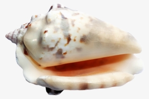 Seashell Png - Sea Shells Transparent Back Ground