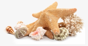 Gold Jewelry - Sea Shells Png Transparent