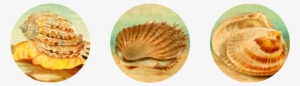 Seashells Digital Collage Sheet - Witchcraft