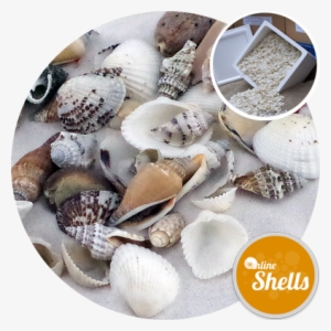 Assorted Medium Shells- 10kg Bargain Box - Seashell