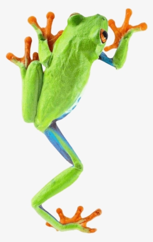 Frog Climbing - Red Eyed Tree Frog Png