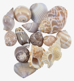 Indian Mix Assorted Craft Seashells Medium 1-1