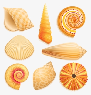 E Ba Orig Png Pinterest And - Coquillage Plage Png