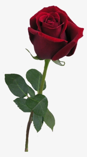Red Rose Bud Png Clipart - Rose Realistic Png