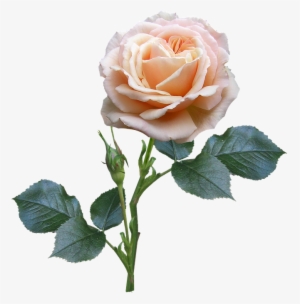 Rose, Stem, Leaves, Bud - Rose Stem And Leaves