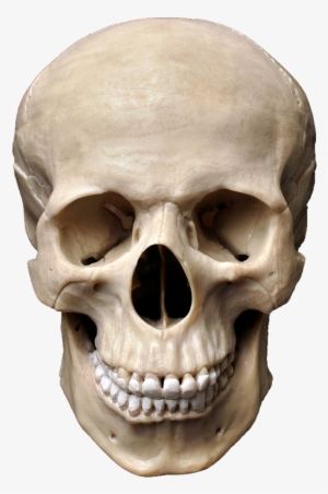 Riza Peker Canvas Wall Art - Skeleton