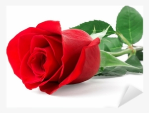 Single Red Rose Flowers