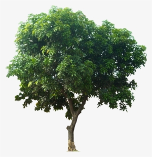 Icon Download Tree - Mango Tree Png