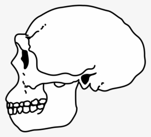Erectus Skull - Portable Network Graphics