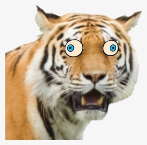 Grft Funn Face - Colchester Zoo