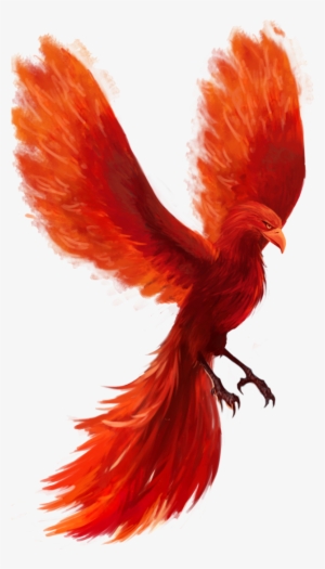 Phoenix Png Hd - Macaw