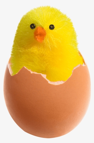 Chicken In Broken Egg Png Image - Chicken In Egg Png