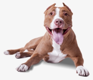 Download - American Pitbull Terrier Png
