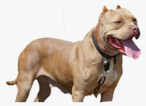 Striving To Become The Foremost American Pit Bull Terrier - Bitch Pitbull