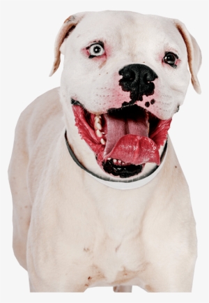 Pit Bull Terrier Png Image - Pitbull With Transparent Background