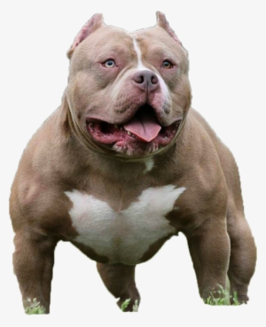 American Bully Pitbull Png