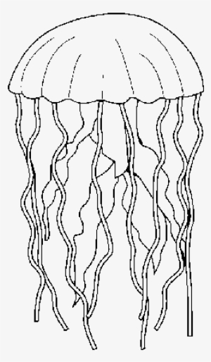 Dibujo Medusa A Color