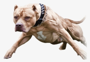Pin Pitbull Png Do It On Pinterest - Amerykański Pit Bull Terrier