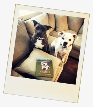 2 Cute Pit Bulls With A Copy Of Galunker - Pit Bull