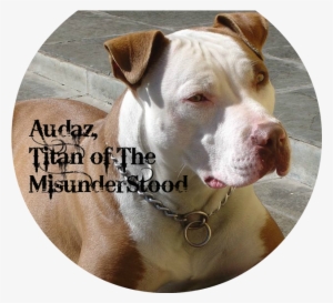 Cachorro Pitbull 8 - Tipos De Pitbull Red Nose