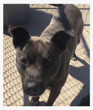 He Is A Young And Very Active Pitbull Mix, Neutered - Labrador Retriever