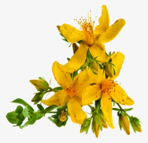 Hipérico - St John's Wort Png