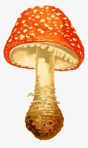Hand Painted Orange Red Mushroom Transparent Decorative - Fly Agaric