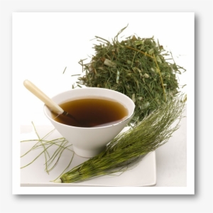 Hierba De La Plata Hierbas - Cola De Caballo Medicina