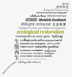 The Ser Online Store Is Now Open Get Your Ser, Cerp, - Leaf Designs