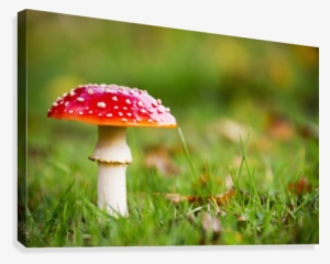 A Red Mushroom In The Grass